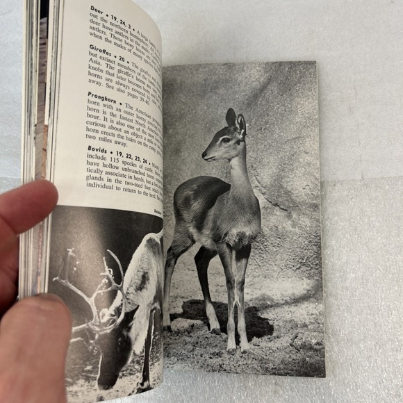 Brookfield Zoo Guide Book 1973‎ Polar Bear Cover - Picture 7 of 7